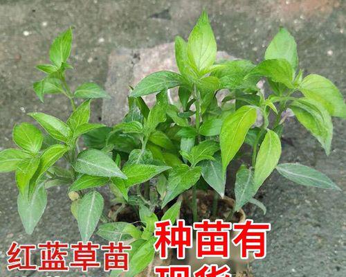 探秘糯米——一种特殊的禾本科植物（生长习性）