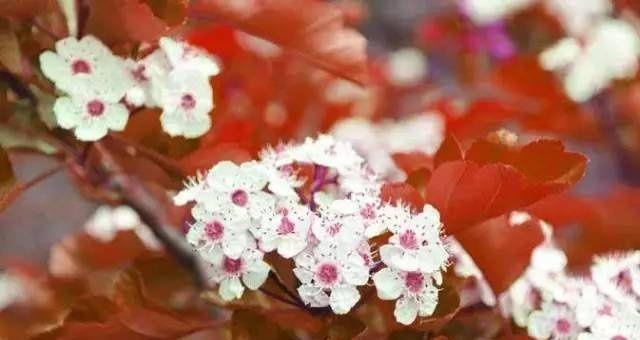 以棠棣代表兄弟情谊的象征意义（深入探究以棠棣为主题的兄弟情谊的内涵与价值观）