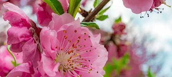 桃花的花语与寓意（桃花的象征意义及其传承的文化内涵）