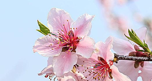 桃花（桃花的浪漫与意义）
