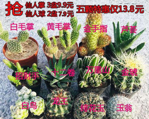 万重山，绽放芬芳（奇迹般的开花与不灭的希望）