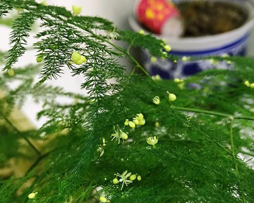 文竹的开花时间与寓意（揭秘文竹开花的奥秘）