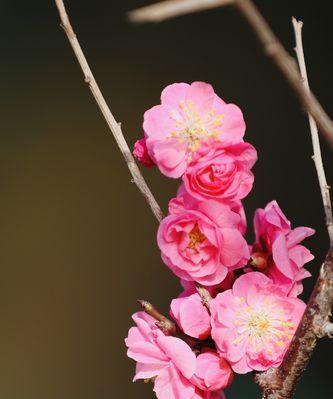 梅花之美（探寻梅花的含义与寓意）