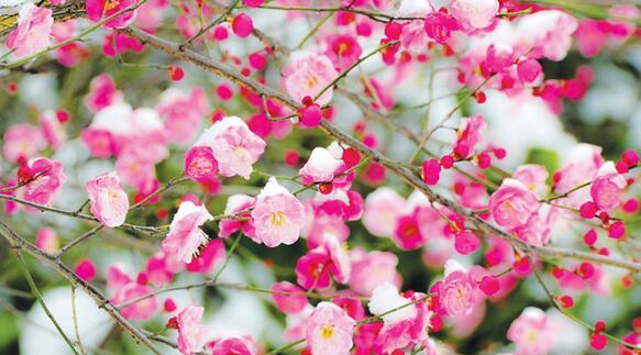梅花花语——坚强与希望的象征（传递着不屈的力量）