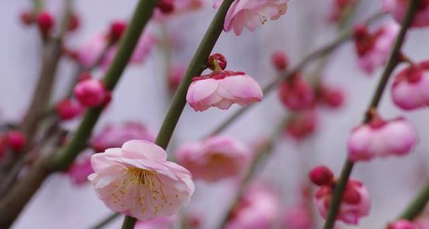 梅花之魂——精神的永恒象征（冬日梅花中的坚韧与希望）