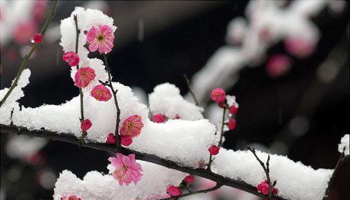 梅花之美（探寻梅花背后的意义与象征）