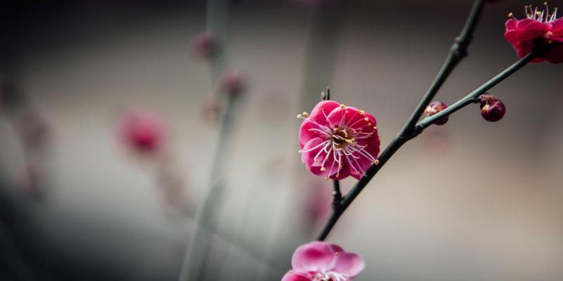 梅花花语（揭示梅花的隐含寓意）