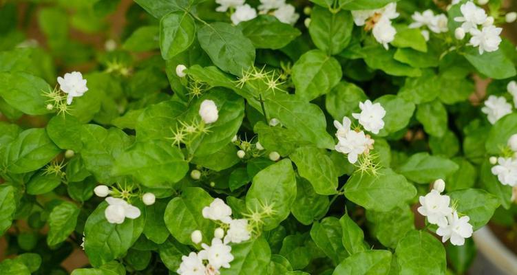 茉莉花语与寓意（茉莉花语传递着美好愿望与情感）
