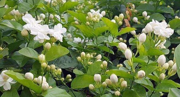 茉莉花的寓意与象征意义（茉莉花的神秘芬芳与情感表达）