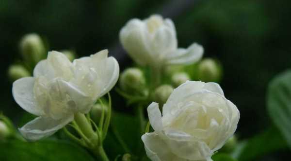 茉莉花的花语与意义（茉莉花的香气与传说）