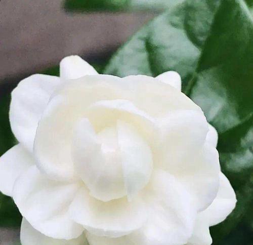 茉莉花的花语与寓意（传递爱意的芬芳——茉莉花的花语与寓意）