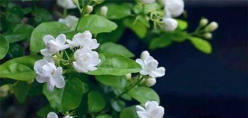 茉莉花的花语和寓意（探索茉莉花的深层内涵与象征意义）