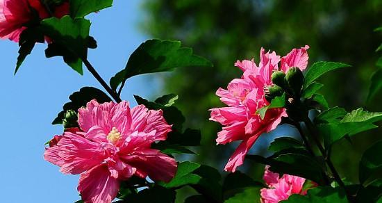 木槿花（探索木槿花的深层含义）