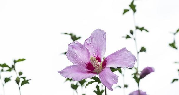 木槿花语（木槿花）