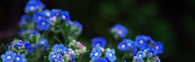 女贞子的花语（女贞子花语解读及寓意）