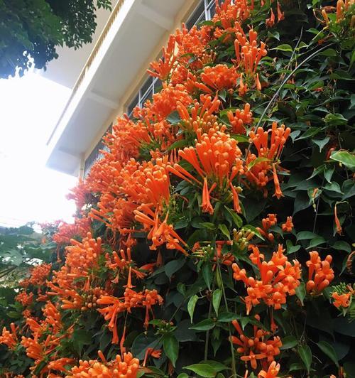 炮仗花花语与花朵传递的意义（炮仗花花语的丰富内涵及其在生活中的运用）