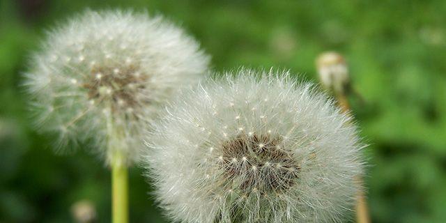 蒲公英花语之美丽与自由（探秘蒲公英花语的深层含义）