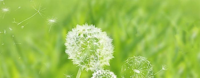 蒲公英的花语与寓意（探寻蒲公英的美丽秘密）