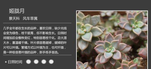 秋丽多肉的养殖方法（打造盆栽小清新）