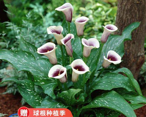 探秘球茎花卉的神奇魅力（从类型到养护）