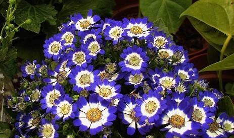 球菊花期详解（球菊花盛开的时间和特点）