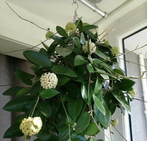 球兰的花期与品种特点（盘点球兰的花期与花型）