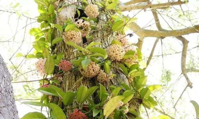 球兰为什么不开花（探究球兰不开花的原因及解决方法）