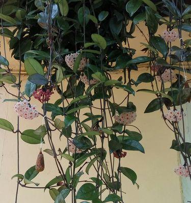 球兰花的花期特点（了解球兰花的开花规律与管理技巧）