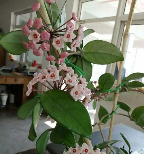 球兰开花全攻略（从养护到管理）