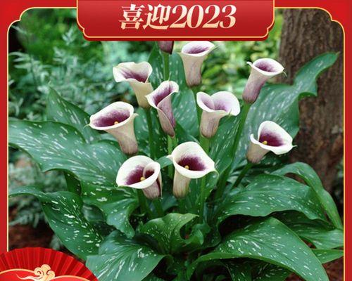 球状花卉的魅力（探秘球状花卉的品种）