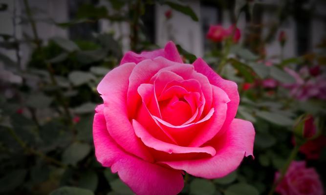 七彩花海，花开人间（以不同的颜色月季花花语为主题的生命之美）