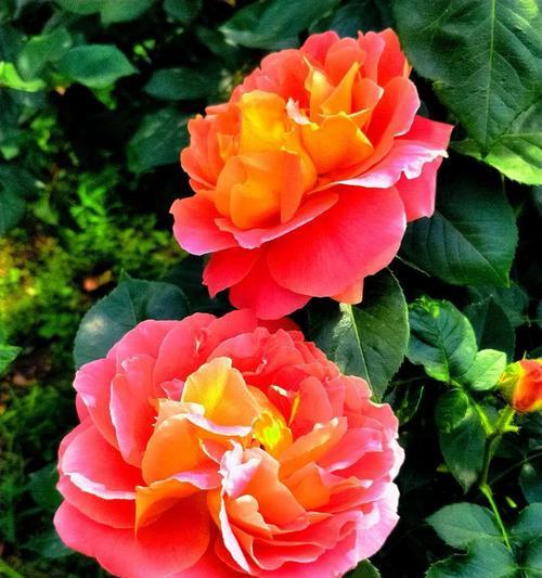 大连市花月季花的寓意与意义（探寻大连市花月季花的含义与象征）