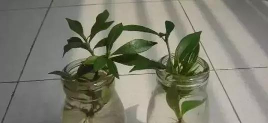 鸡蛋皮泡醋（减少浪费）