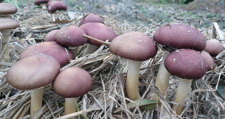 大球盖菇的种植全攻略（适合几月份种植）
