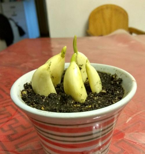 如何正确浇水冬季种植大蒜（科学浇水）
