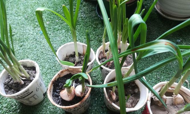 大蒜——一种常见的蔬菜植物（了解大蒜的营养价值及栽培要点）