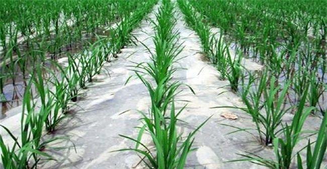 大蒜喜欢什么肥料（掌握大蒜肥料施用技巧）