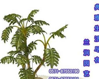 传递美好祝愿的花语（在代表活动中常用的10种花卉）