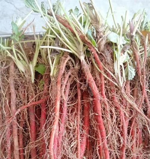 丹参种植技术的全面指南，（如何正确选择种植时间和方法）