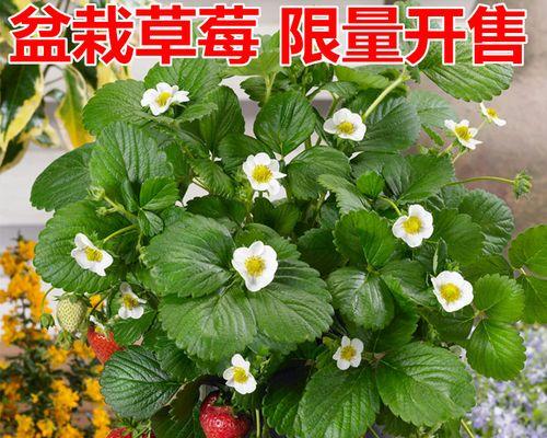 草莓生肖传说（探秘草莓在十二生肖中的象征意义）