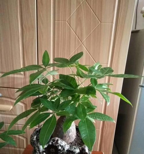 富贵之花（探秘富贵之花）