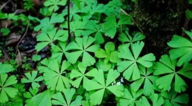 孤独之花（寂寞、坚韧与独立）