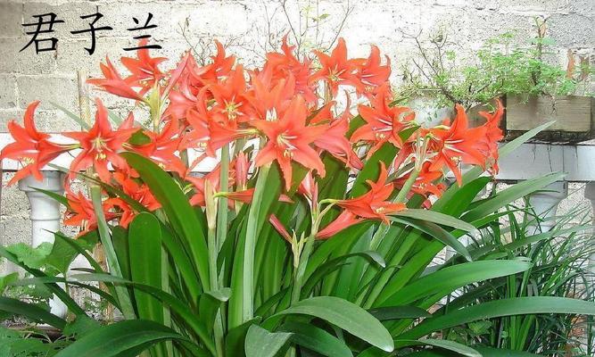 君子之花（以红梅为）