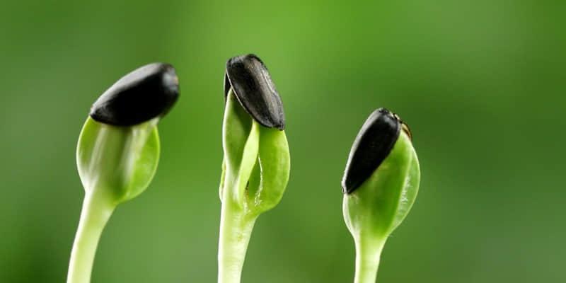 以廉洁植物为主题的文章（拥抱廉洁）
