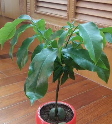 平安之植——传承祥瑞的绿色使者（寓意平安的十大植物与中国文化的传统联系）
