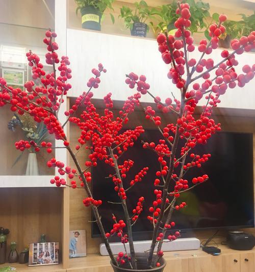 冬青树开花的寓意与谜团（寻找冬青树开花的意义与象征）