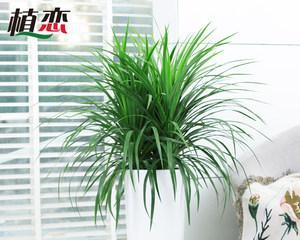 龙须树的特点与适宜放置的环境（让它在你的卧室里舒展枝叶）