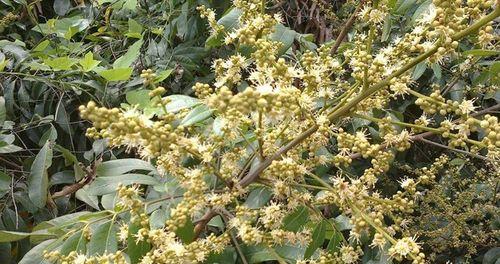 龙眼催花的时间与方法（如何提高龙眼树的花果质量）