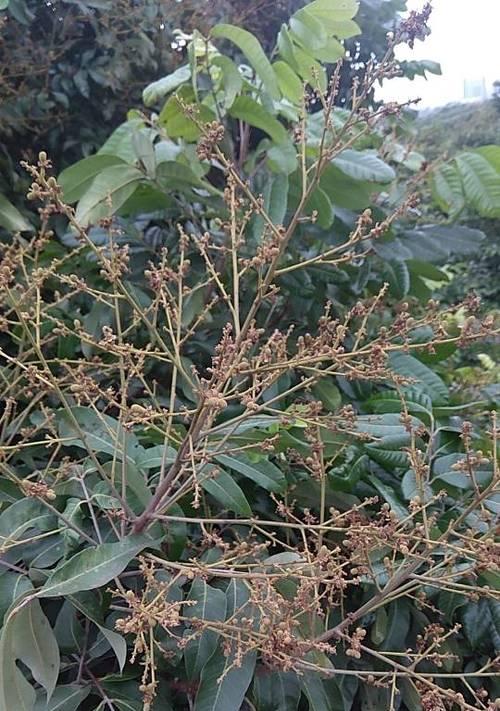 龙眼树开花时间及特点（探究龙眼树花期）