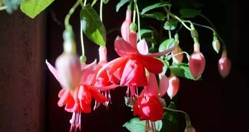 倒挂金钟花语寓意（倒挂金钟花）